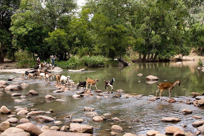 animal shitting marayoor chinnar